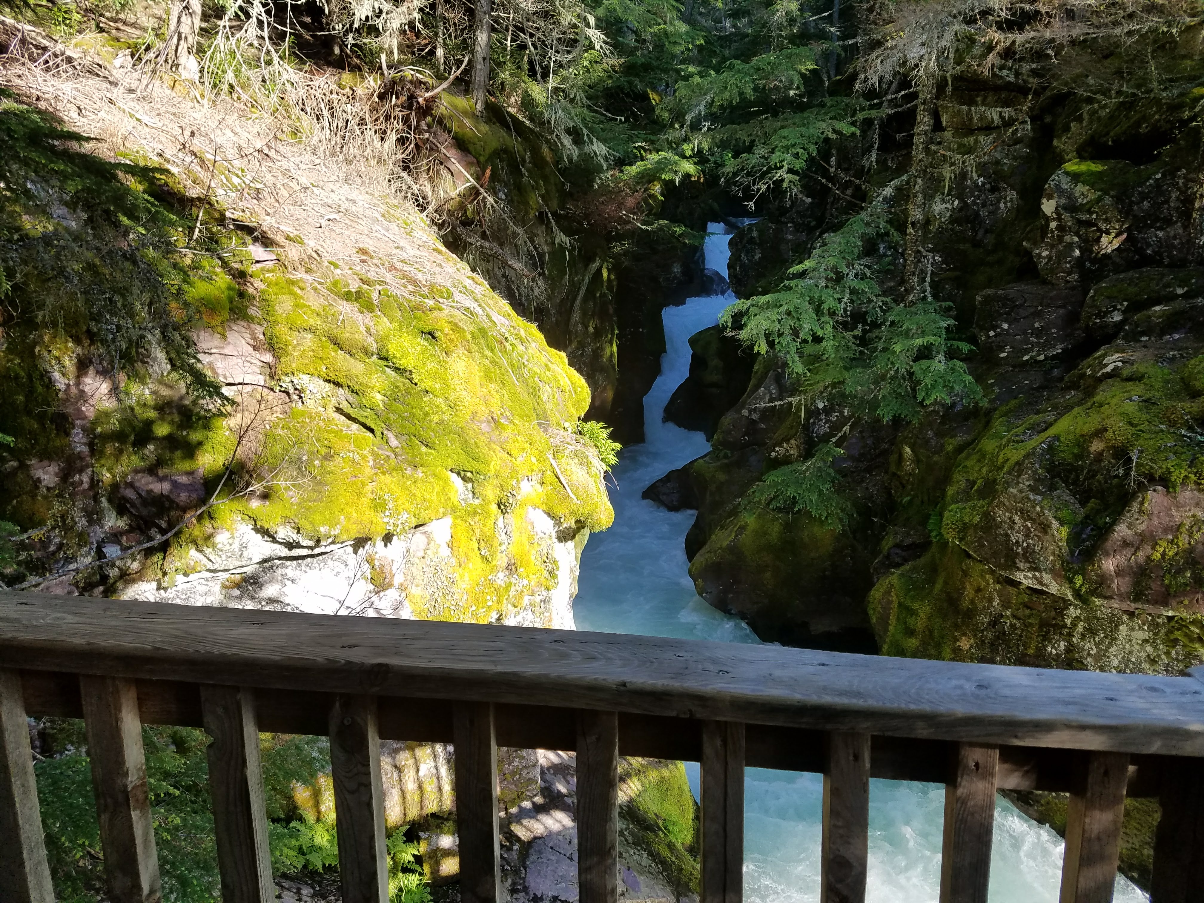 Trail of the Cedars - Hike near Apgar Village, Glacier National Park ...