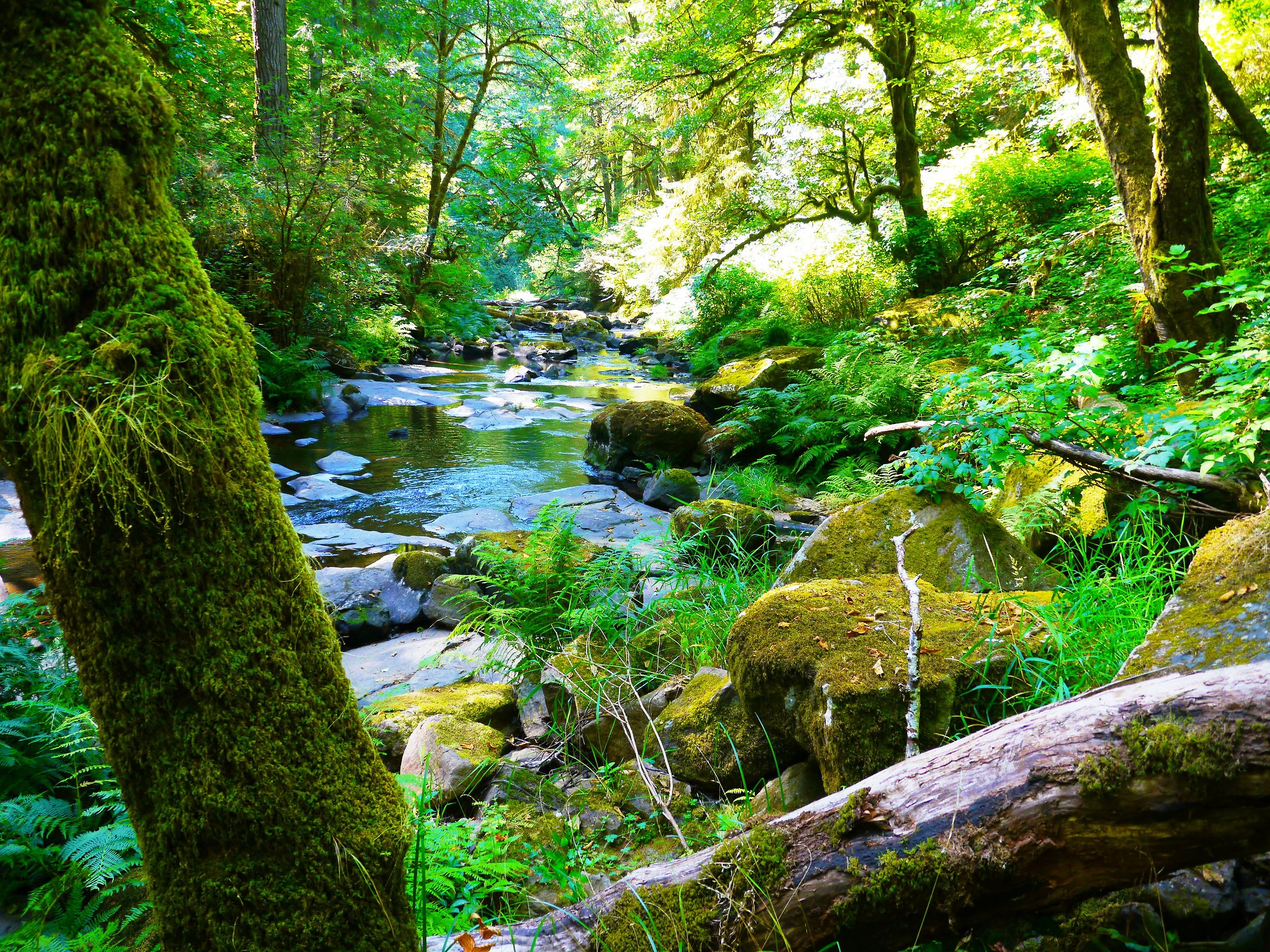 Beaver Creek Falls - Hike near Mapleton, Oregon - Free Arenas