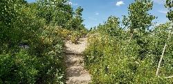 Trail along Rockchuck Peak courtesy of endovereric↗