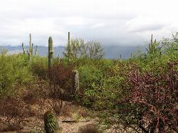 Cactus Forest Trail courtesy of Ken Lund↗