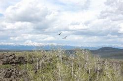 Pine Butte Birds Of Prey by Justin P Hackman