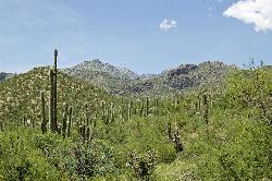 This is a view of Sabino Canyon, northeast of Tucson, AZ, nestled in the foothills of the Santa Cata courtesy of kretyen↗