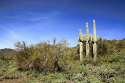 Go John Trail - Cave Creek Regional Park courtesy of John Menard↗