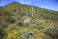 Go John Trail - Cave Creek Regional Park courtesy of John Menard↗