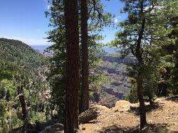 Trees and view off to the side of Widforss Trail added by nicole97