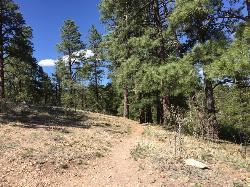 View of trail from Widforss point added by nicole97