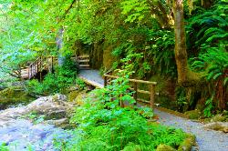 Along Sweet Creek Falls Trail courtesy of Rick Obst↗