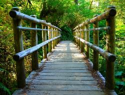 Sweet Creek Falls Trail Bridge courtesy of Rick Obst↗