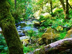 Beaver Creek South Of Mapleton Oregon courtesy of Rick Obst↗