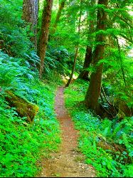 Beaver Creek Trail courtesy of Rick Obst↗