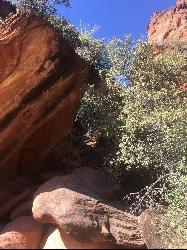 Plant life in the Red Cliffs Desert Reserve by Tyler Burgener